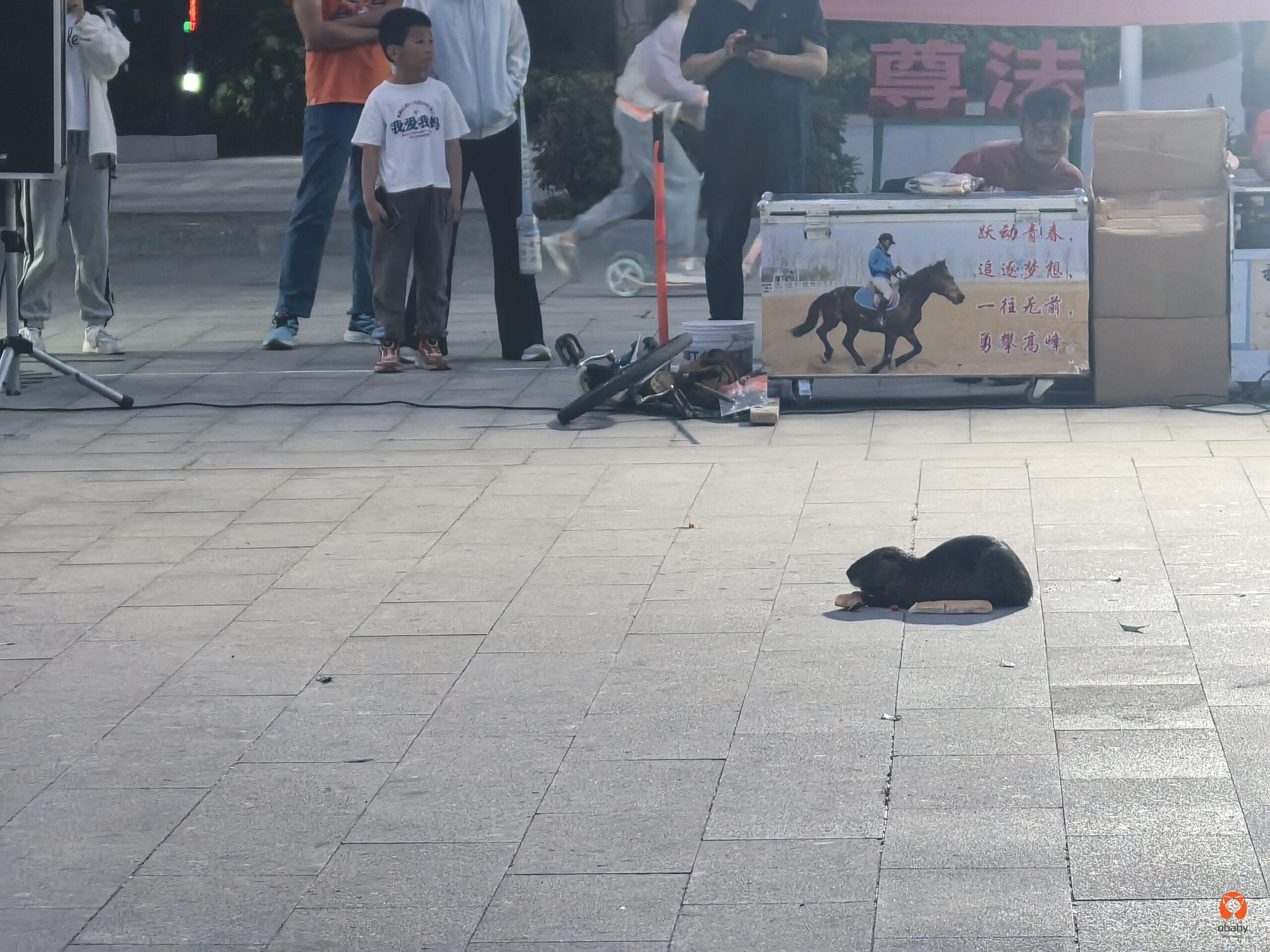 大老鼠